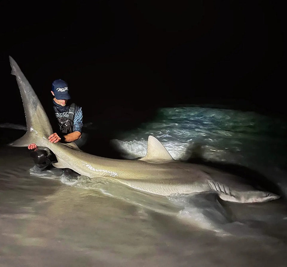 SFWW Giant Shark Leader