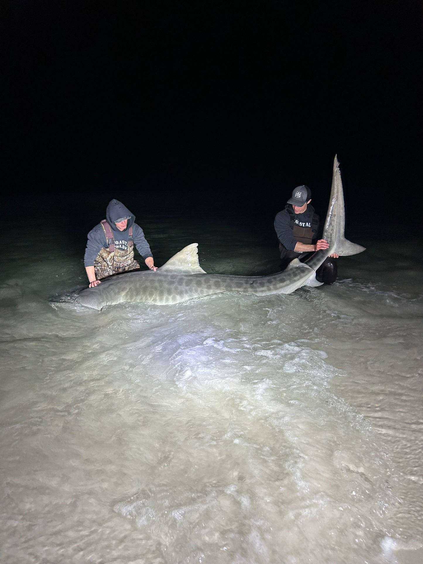 SFWW Giant Shark Leader