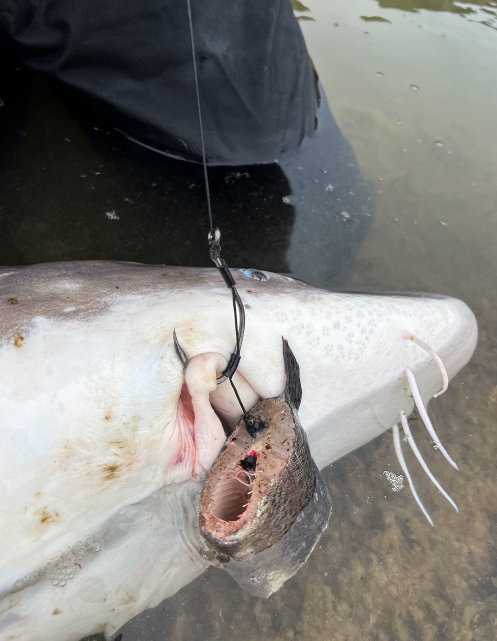 Sturgeon / Catfish Rig