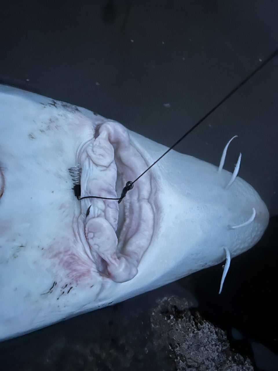 Sturgeon / Catfish Rig