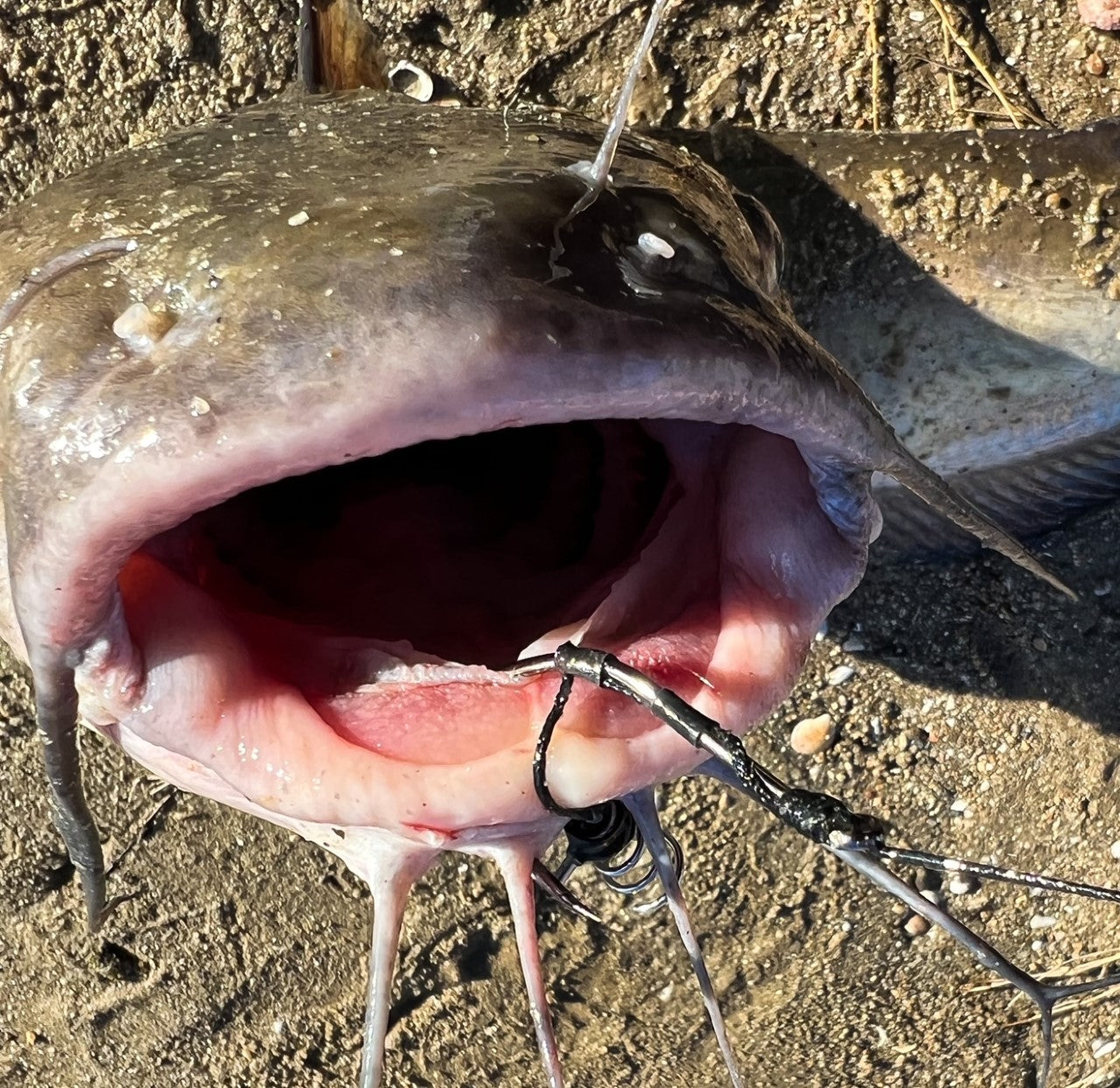 Sturgeon / Catfish Rig
