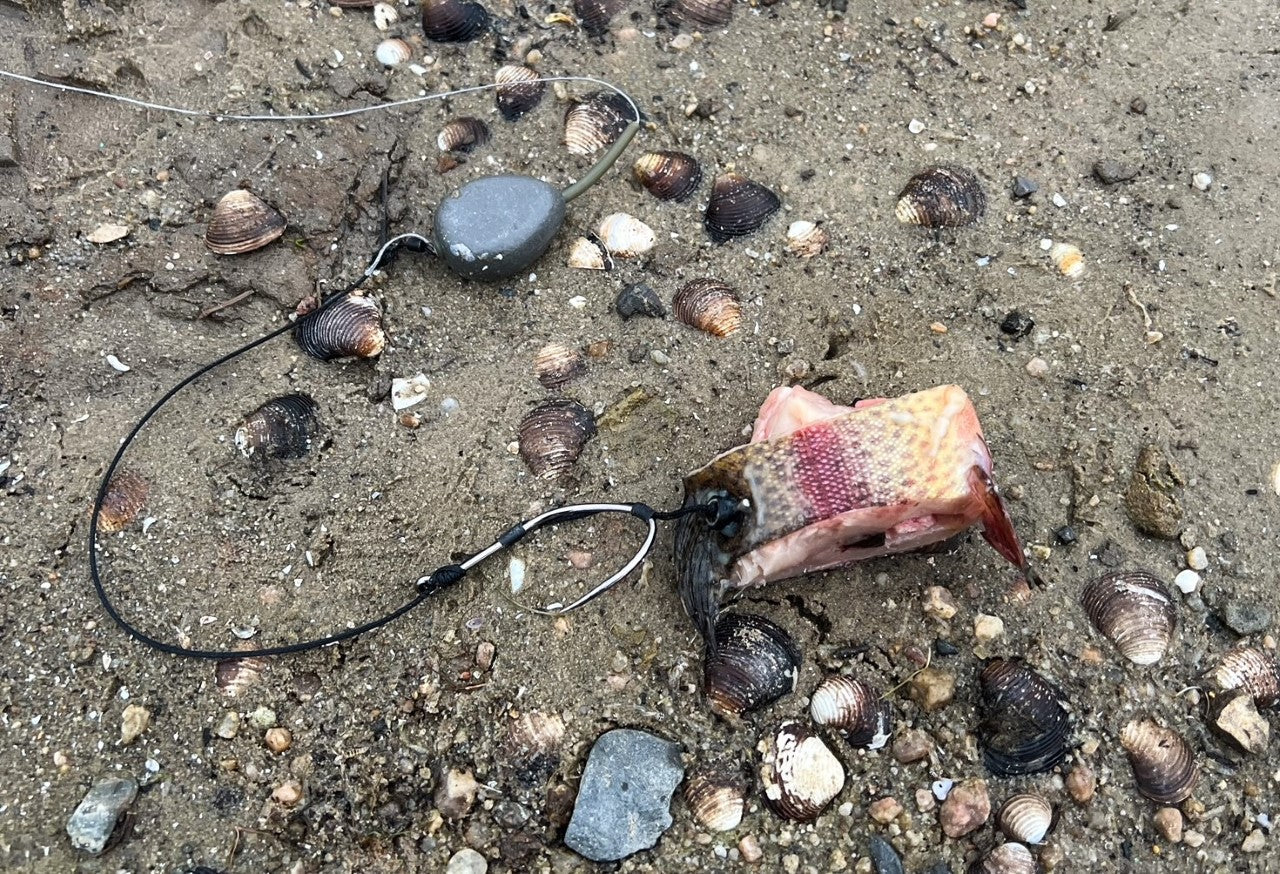 Sturgeon / Catfish Rig