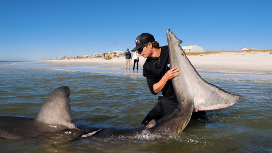 Land-based shark fishing trip on a Pensacola beach at sunset