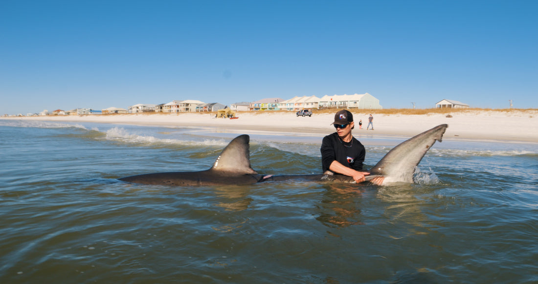 Angler holding a shark in the surf on a Coastal Worldwide land-based shark fishing trip near Orange Beach Alabama