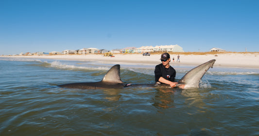Angler holding a shark in the surf on a Coastal Worldwide land-based shark fishing trip near Orange Beach Alabama