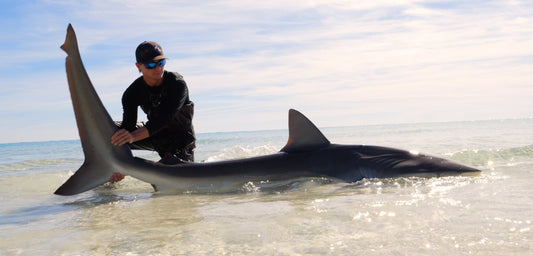An angler holds a shark in the shallows before release on a Pensacola Beach trip