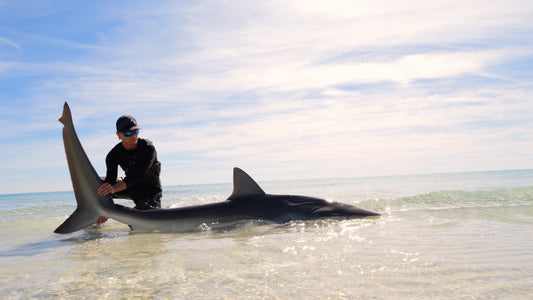 Blacktip Shark Rig for Beach Fishing