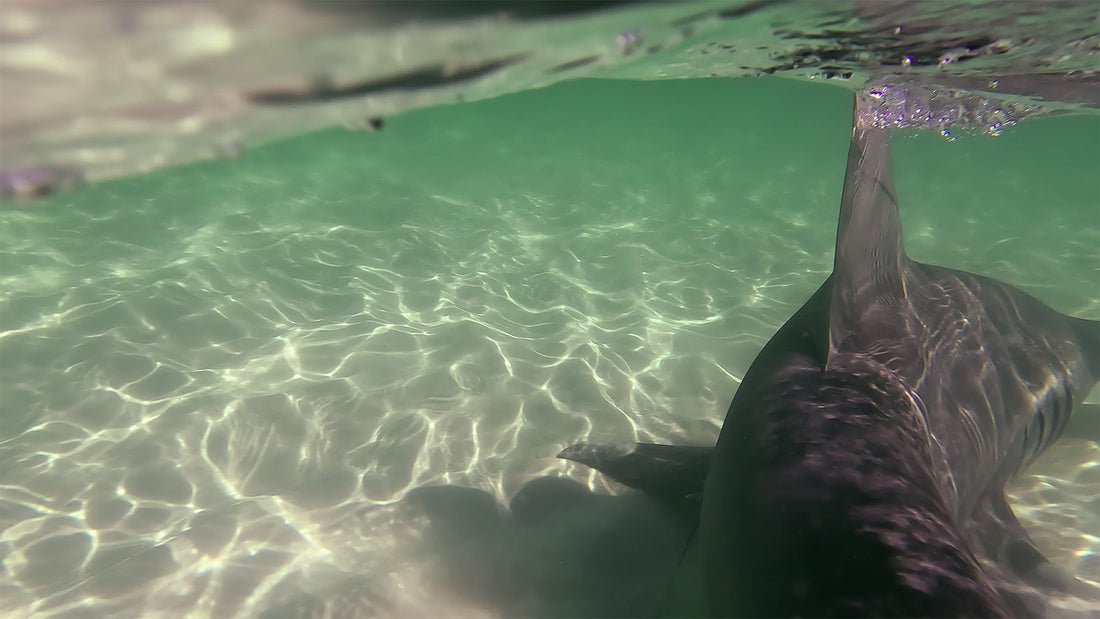 Florida Shark Fishing Regulations: Permits, Rules & What You Need to Know