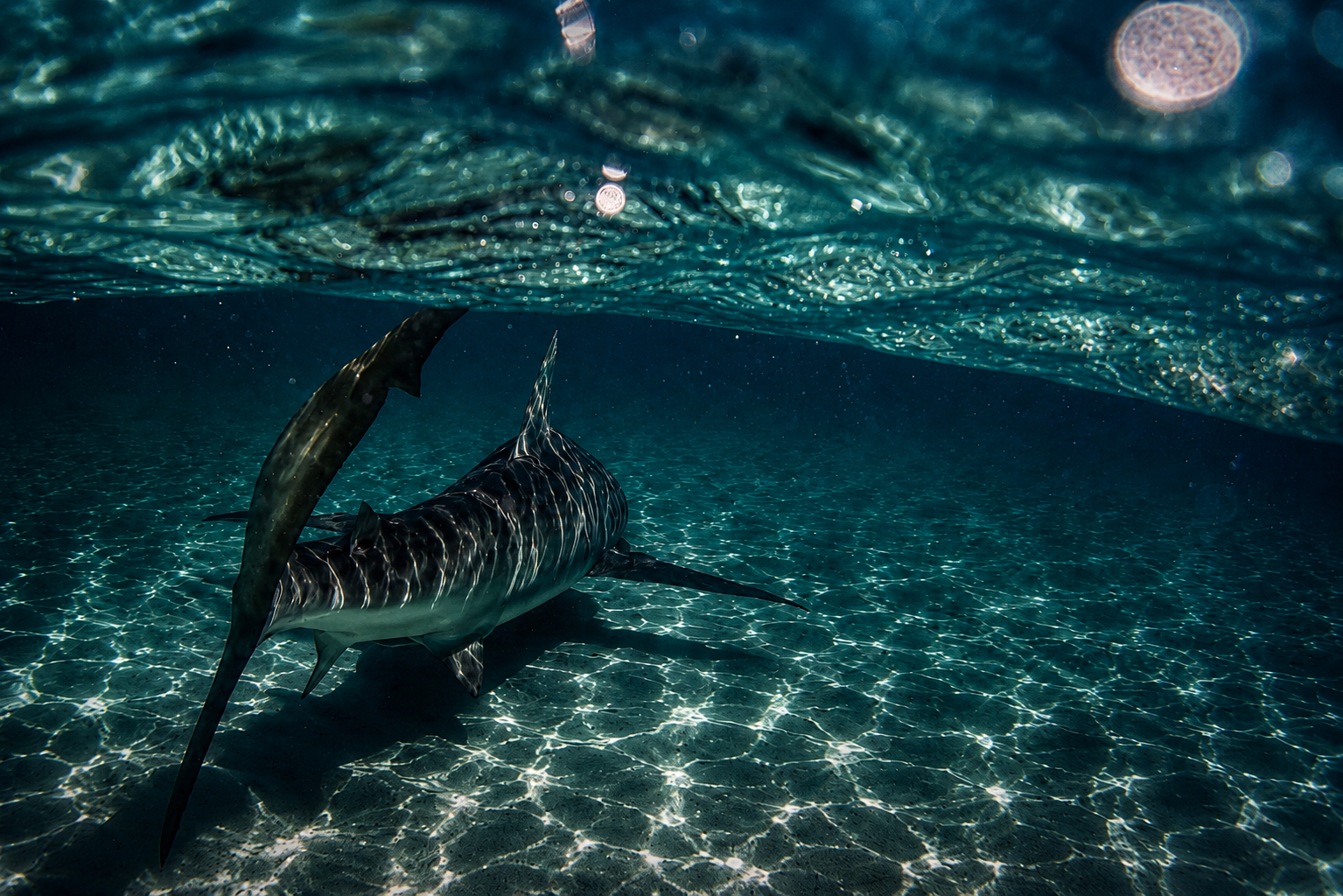 Beach Shark Fishing Trips