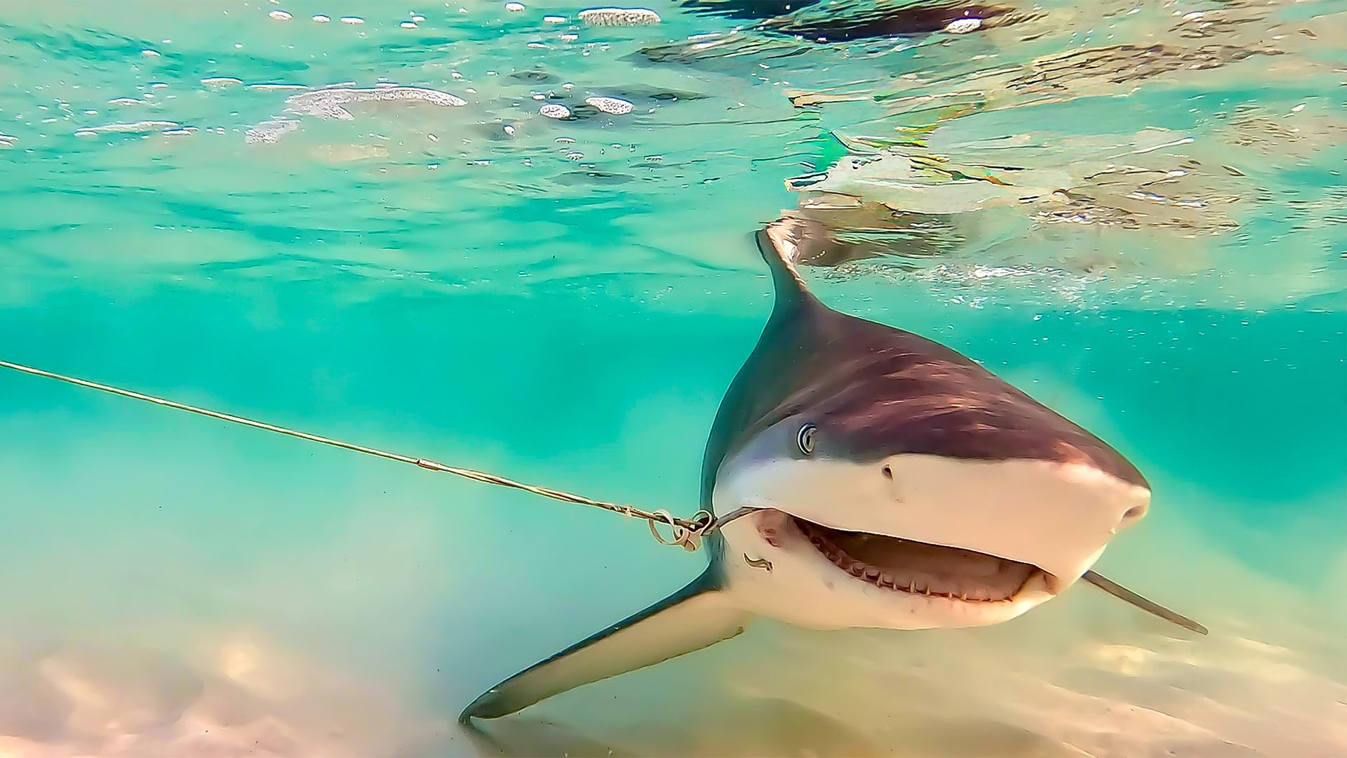 6 Hour Shark Adventure